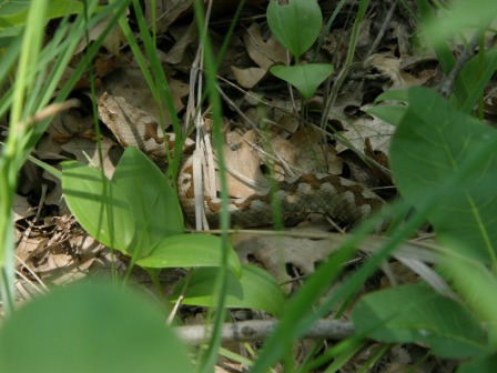 沙蝰 (Vipera ammodytes)，2008.5.25，巴巴达格森林