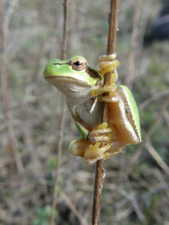 Common tree frog (Hyla arborea),  Grindul Chituc, 2010/09/20