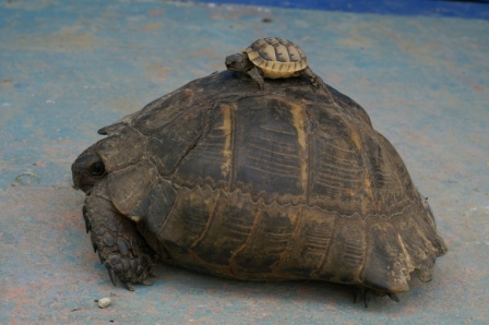 希腊陆龟 (Testudo graeca)，2006.5.24，巴巴达格森林