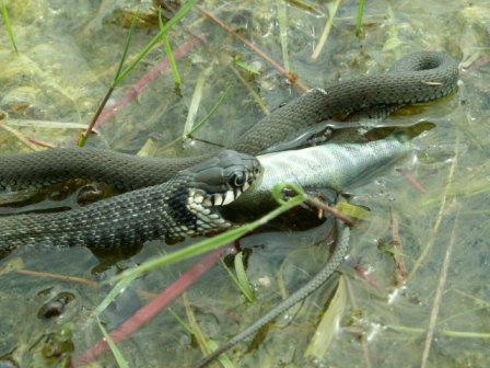 Grass snake (Natrix natrix), Letea, 2006/06/01