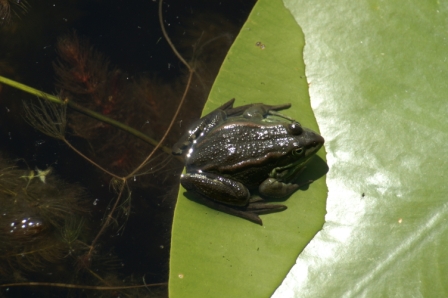 湖侧褶蛙 (Rana ridibunda)，2007.6.4.
