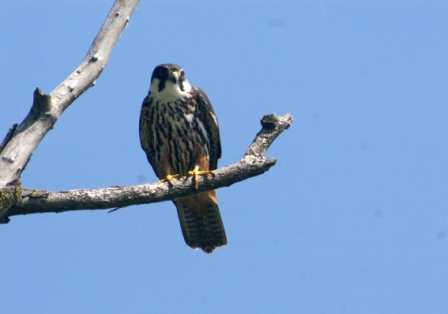 燕隼 (Falco subbuteo)，2009.6.6，萨卡林湖