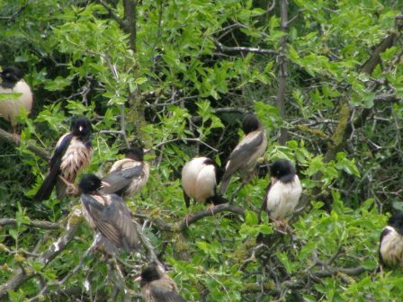 Rosy starlings (Sturnus roseus), Cape Dolojman, 2008/05/26