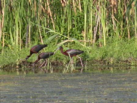 Glossy ibis (Plegadis falcinellus), Caraorman, 2009/06/06