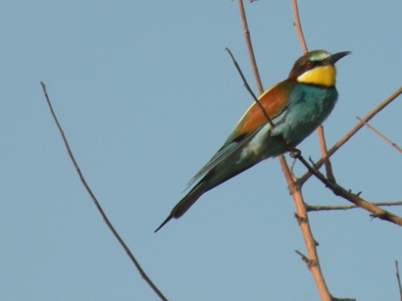 European bee-eater (Merops apiaster), Jurilovca, 2009/06/09