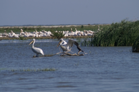 Dalmatian pelicans & great white pelicans (Pelecanus crispus & P. onocrotalus), Sacalin Lagoon, 2007/06/02