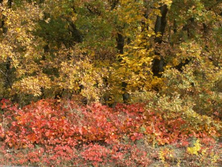Babadag-Wald im Herbst