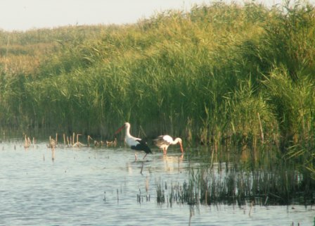 White storks (Ciconia ciconia) - one of the three breeding pairs in Jurilovca