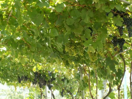 当地风格的葡萄架，挂满了成熟的葡萄