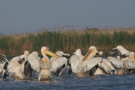 Pelicani comuni (Pelecanus onocrotalus) pe apă lângă Jurilovca
