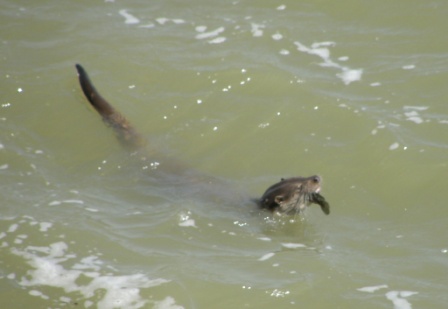 Otter (Lutra lutra) at Cape Dolojman, 2008/05/26