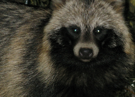 Raccoon dog (Nyctereutes procyonoides), Caraorman, 2008/09/30 (Photo by Steffen Volk)