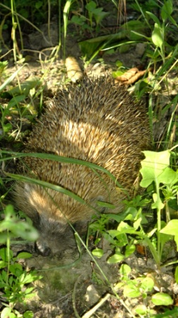 Eastern European hedgehog (Erinaceus concolor), Jurilovca, 2010/06/04