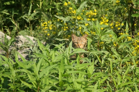 Wild cat (Felis silvestris), near Lake Nebunu, 2007/06/06